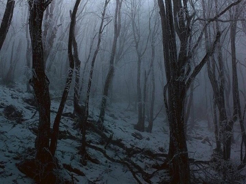 Foresta dei Segreti (Single)