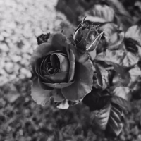 Thì Em Không Biết (Live) (Single)