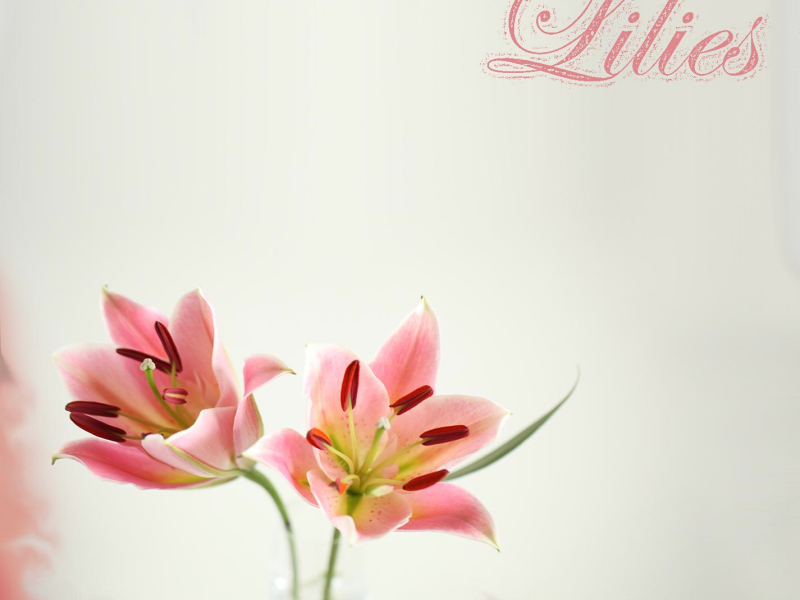 Lilies (Single)