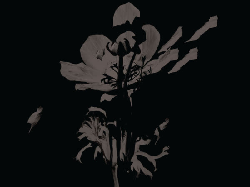 A Still Heart (Single)