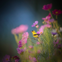 Birds Singing in Nature to Help Relax and Relieve Anxiety (Single)