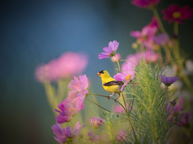 Birds Singing in Nature to Help Relax and Relieve Anxiety (Single)