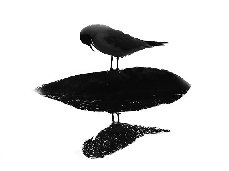 Verda OPPned (Single)