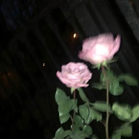 Forever Alone (Single)