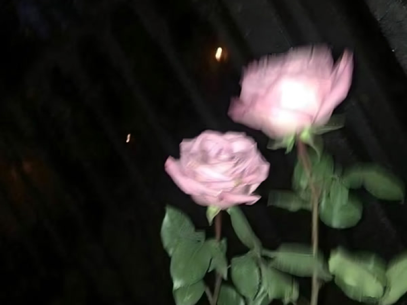 Forever Alone (Single)