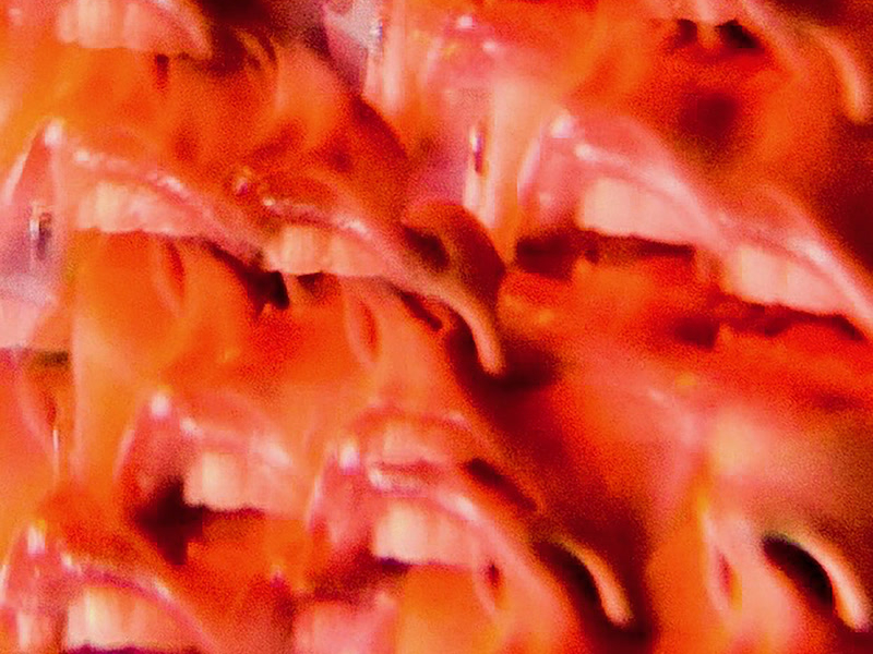 When She Smiles (Single)