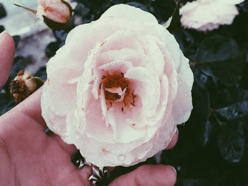 Anh Không Nợ Em Lời Giải Thích (Single)