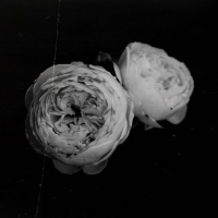 ldext (Lofi version) (Single)