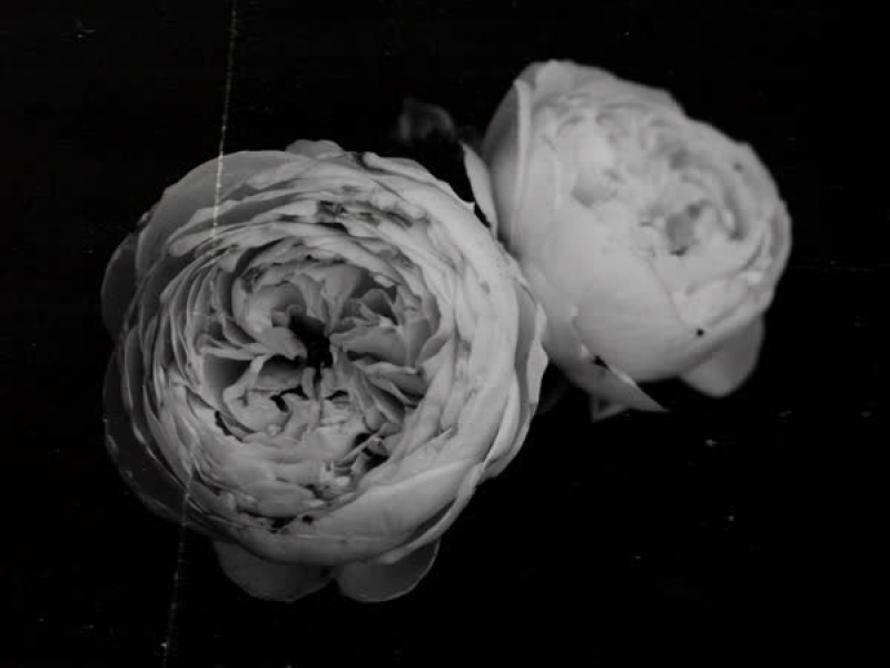 ldext (Lofi version) (Single)