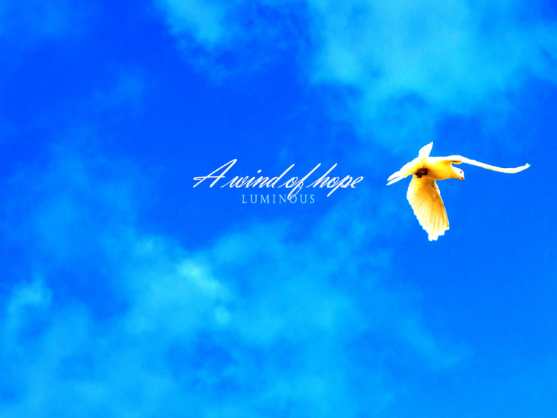 Wind of hope (Single)