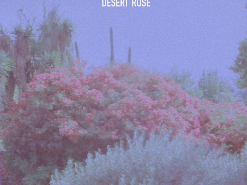 desert rose (Single)