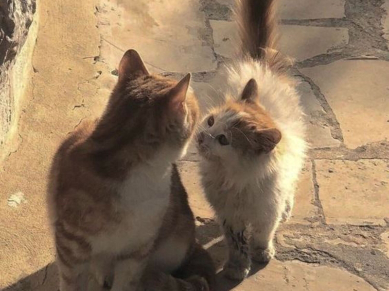 lost in serenity (Single)