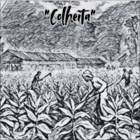 Colheita (Single)
