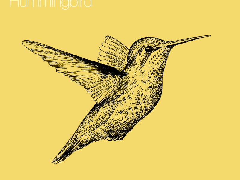 Hummingbird (Single)