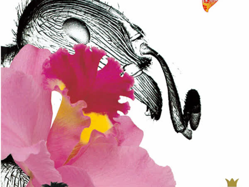 BOOM UC30 Wakagaerukinrou Remastered