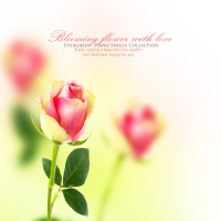 Flowers blooming with love (Single)