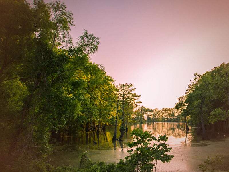 Light Crickets Sounds with Summer Breeze for Ultimate Relaxation (Single)