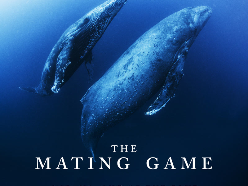 The Mating Game - Oceans: Out of the Blue (Original Television Soundtrack)