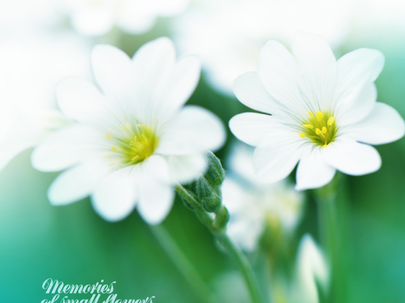 Memories of a small flower (Single)