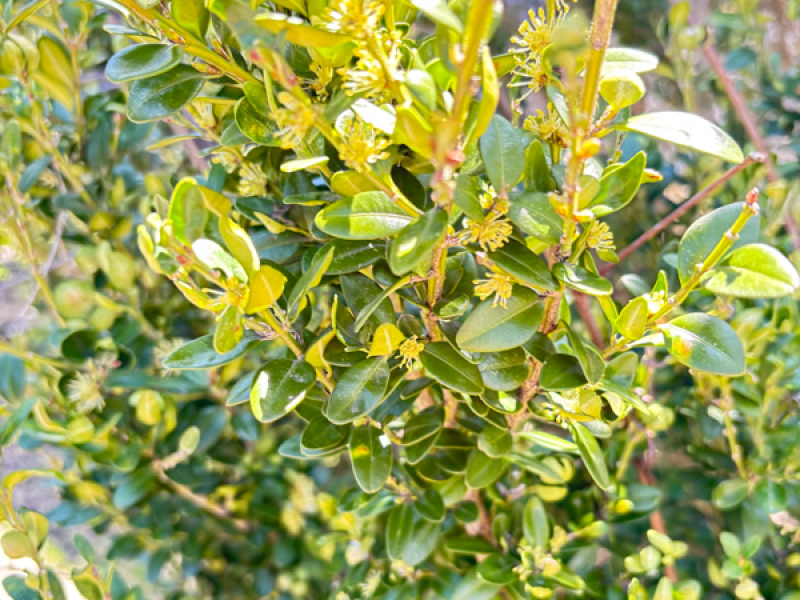 Explode from within (Single)