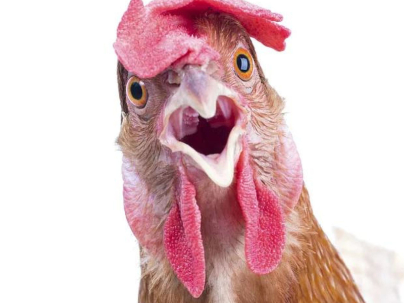 CHICKEN FICKEN (Single)