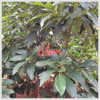 Just A Memory (Single)