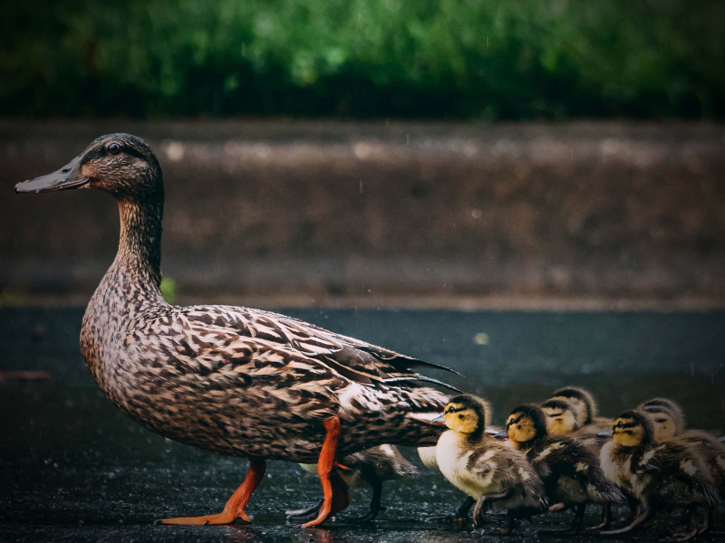 Relax and Improve Mood with Sounds of Chickens and Ducks (Single)