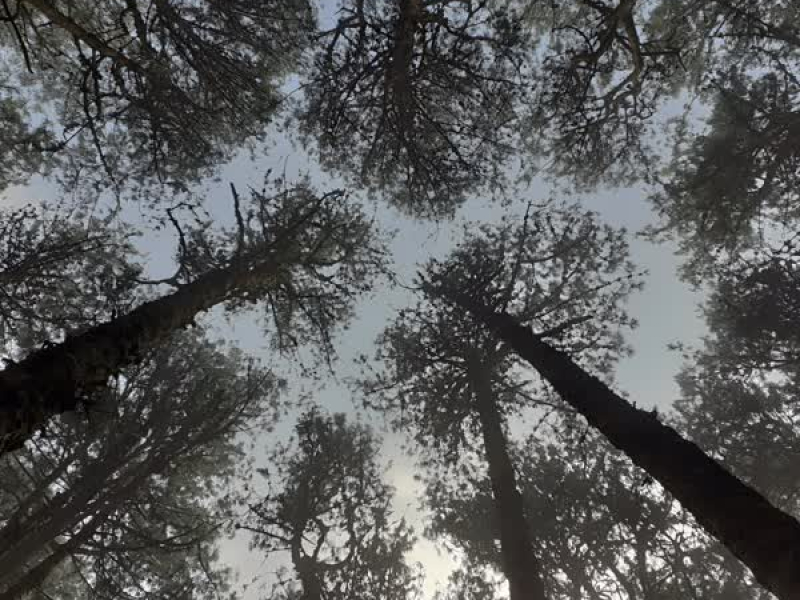 The Beginning (Single)