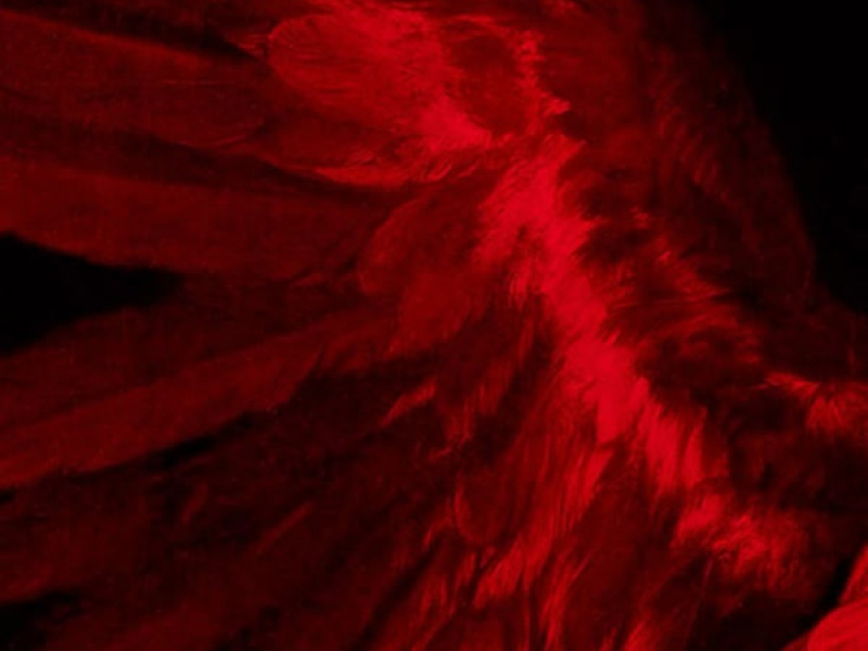 Arcanjo Miguel (Single)