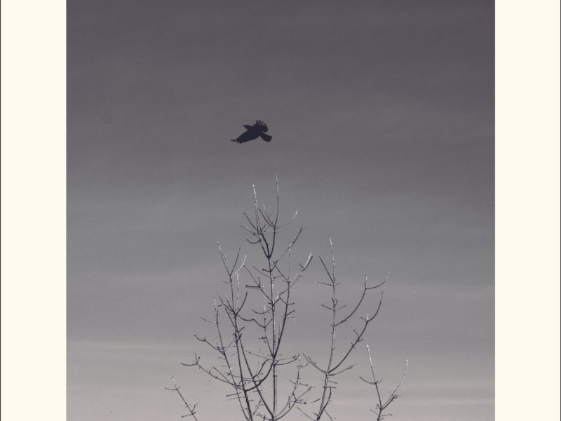 CORB (Radio Edit) (Single)