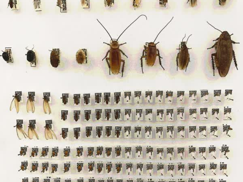 iamprogrammed (Single)