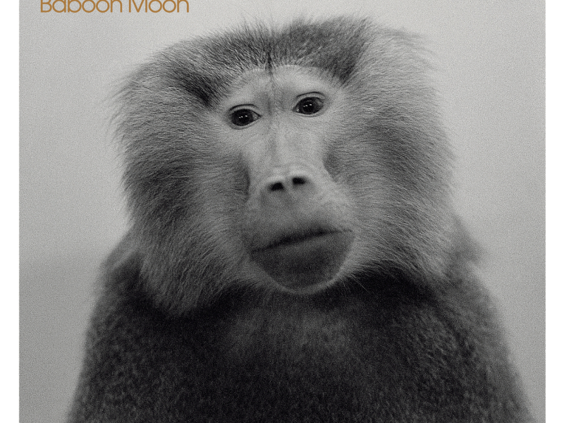 Baboon Moon