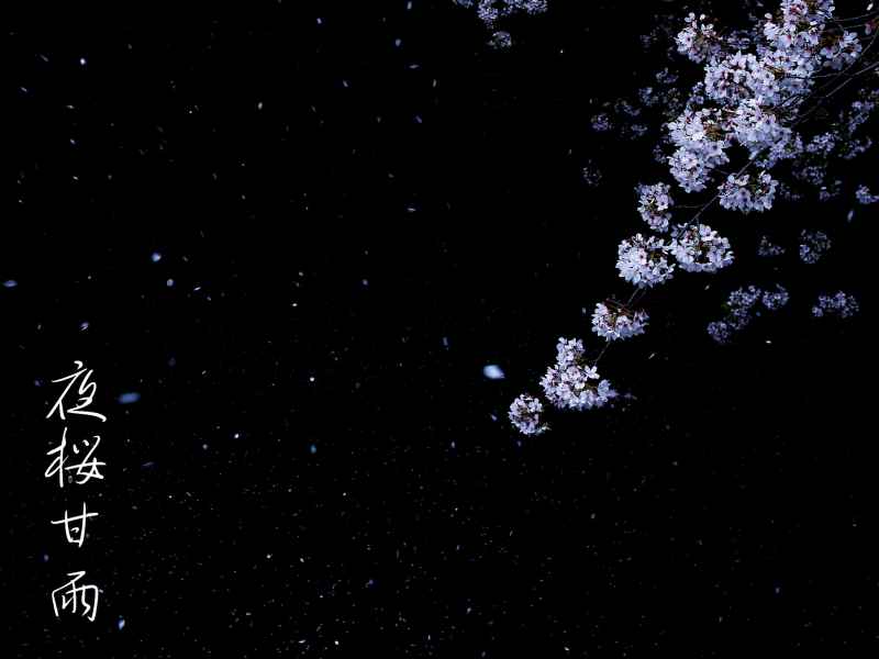 夜桜甘雨 (Single)