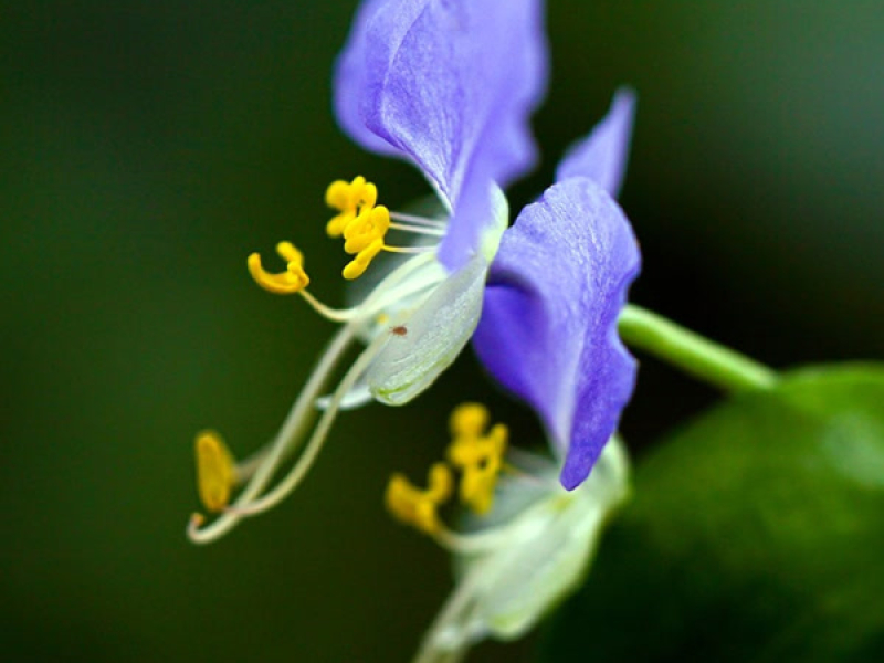 Небесный угол