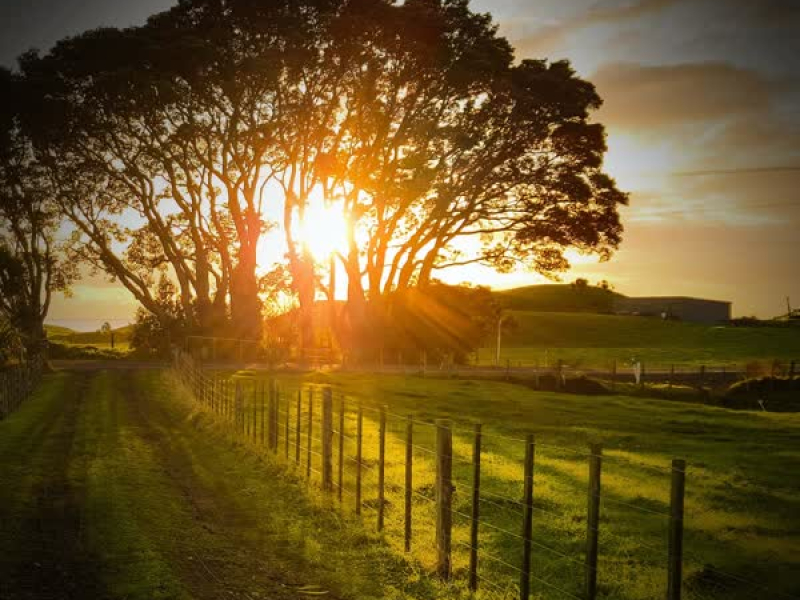 Chickens and Animal Farm Sounds for Good Mood and Relaxation (Single)