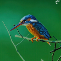 kingfisher (Single)