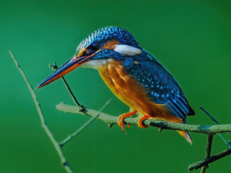 kingfisher (Single)