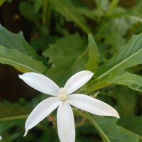 ALLAH maha ESA (Single)