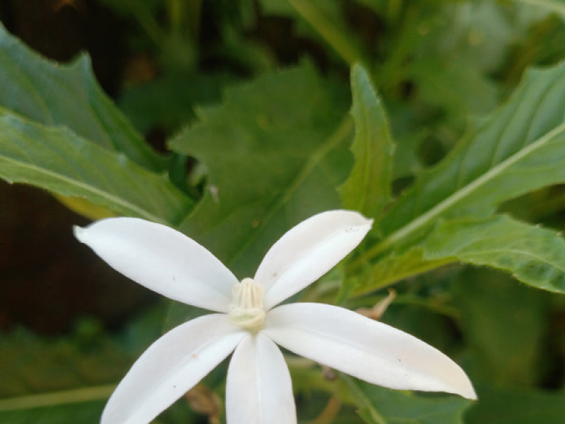 ALLAH maha ESA (Single)