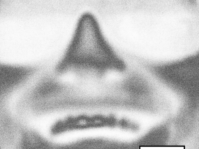 Molly in Mexico (Adrian Lux Remix) (EP)