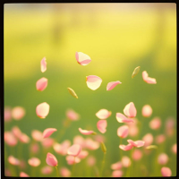 桜色の約束 (Single)