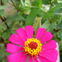 Dalam tenang (Cover) (Single)