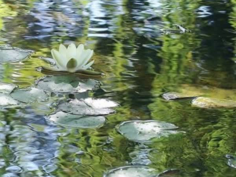 ‘Lotus’ blooms in winter (EP)