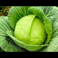 Bahagia tanpa ada beban (Single)