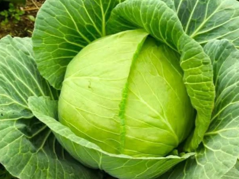 Bahagia tanpa ada beban (Single)