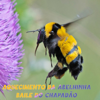 Aquecimento da Abelhinha Baile do Chapadão (Single)