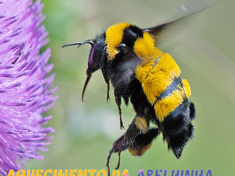 Aquecimento da Abelhinha Baile do Chapadão (Single)