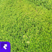 十里桃花落青丝 (Single)