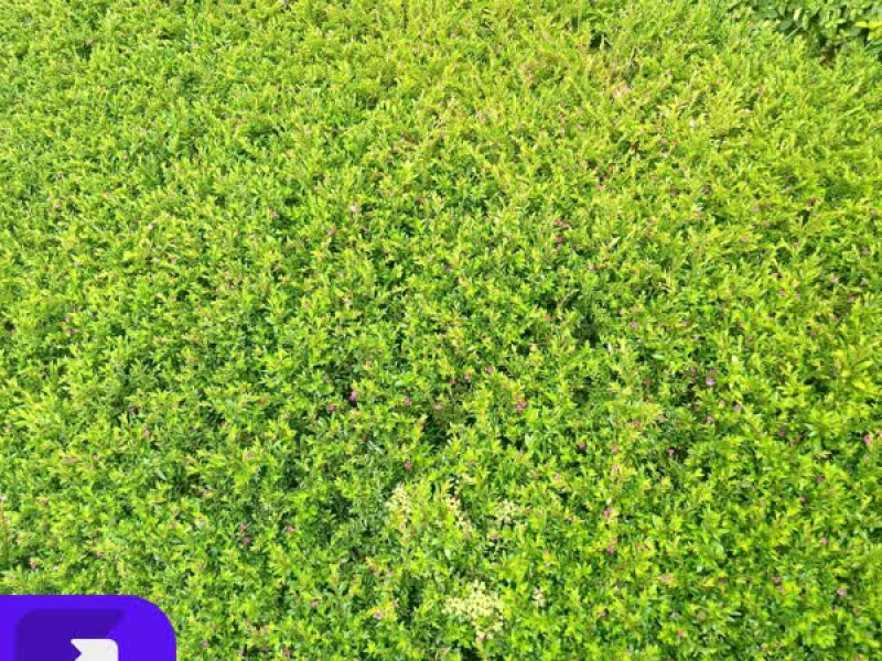 十里桃花落青丝 (Single)