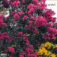 Peaks and Valleys (Single)